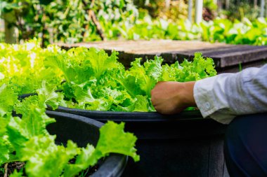Geri dönüştürülmüş plastik kova kullanılarak ekilen marulları toplayan kişi.