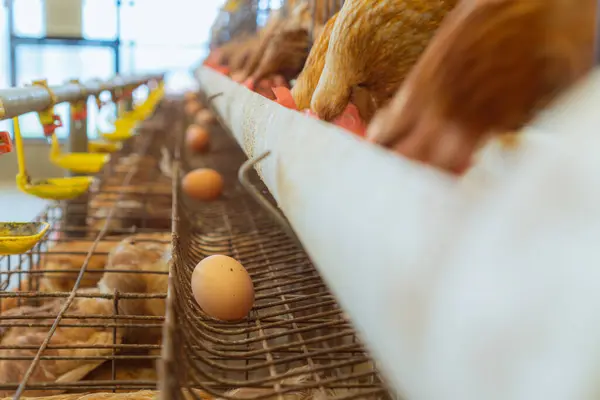 Metal kafeslerdeki tavuklar uzun tahıl dolu bir yalaktan yemek yiyorlar. Yeni bırakılmış yumurtalar yalağın altında, tel tepsilerde, modern yumurta çiftliklerinde görülebilir.