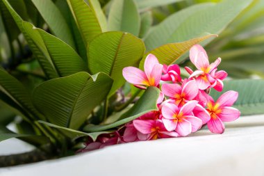 Plumeria acuminate, pembe frangipani ya da arka planda mavi gökyüzü olan tapınak ağacı çiçeği