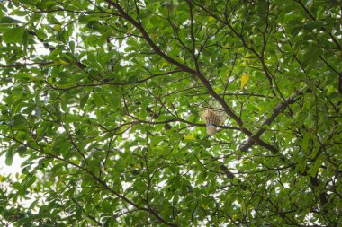 Parktaki ağaç dalına sıkışmış bir horoz.