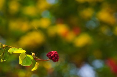 Calliandra çiçek meyvesi, yaygın olarak Kırmızı Pudra Pudrası olarak bilinir.