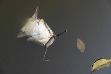 Bulanık suyla balık havuzunda yüzen ölü bir yayın balığı.