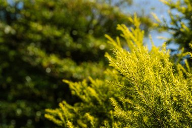 Parlak yeşil çam ağacının arka planında dallar, mavi gökyüzü ile ormanda