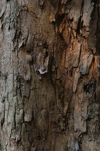 Eski ağaç kabuklarının arkaplanı ve dokusu
