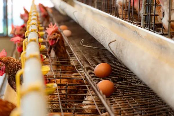 Metal kafeslerdeki tavuklar uzun tahıl dolu bir yalaktan yemek yiyorlar. Yeni bırakılmış yumurtalar yalağın altında, tel tepsilerde, modern yumurta çiftliklerinde görülebilir.