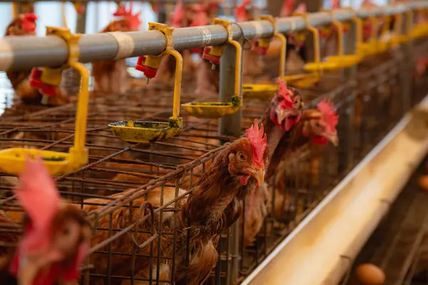 Metal bir kafesin içindeki kümes hayvanları parmaklıklardan bakıyor. Beslenme zamanını bekliyor