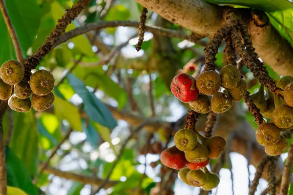 Dallarından sarkan incir meyveli bir ağacın yakın çekimi, Ficus Auriculata