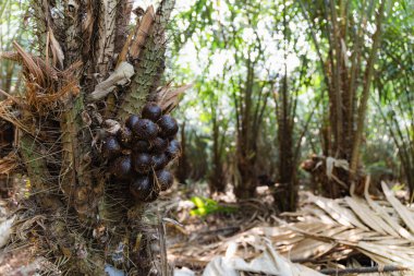 snake fruit grows on the thorny trunk clipart