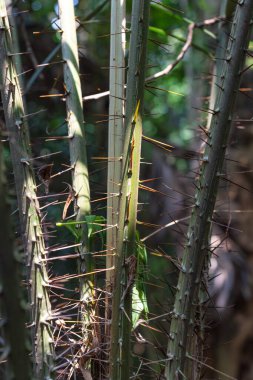 Yılan meyvesi ağacından dikenli bir dal