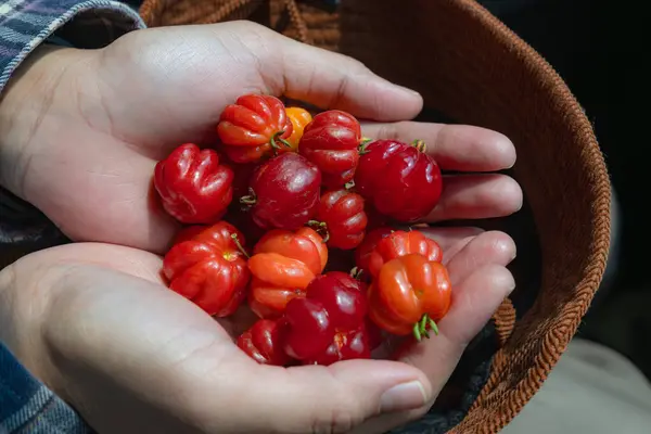 stock image showing a freshly picked ripe brazilian cherry placed in a hat