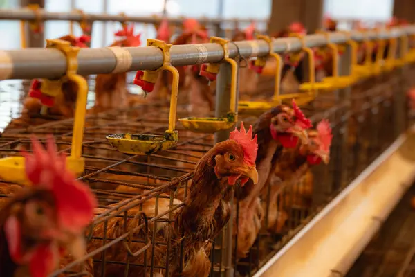 Metal bir kafeste tavuk, parmaklıklardan bakmak, tavuk çiftliği kavramı.