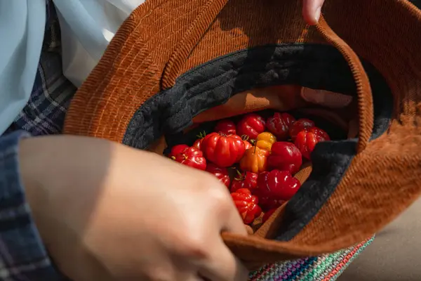 Yeni seçilmiş Brezilya kirazı şapkaya konmuş.