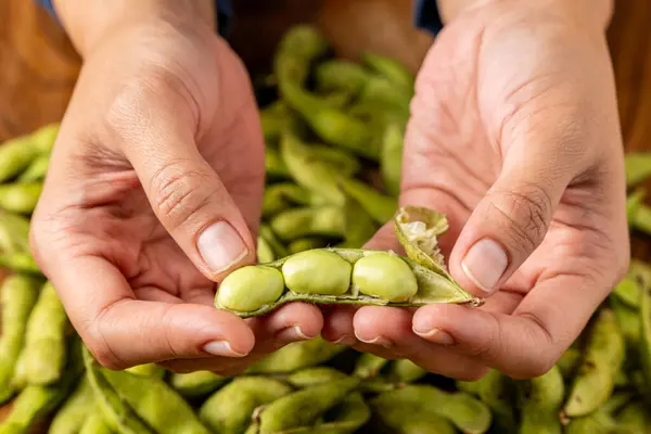 Genç soya fasulyesi ya da taze edamame kapsülleri pişirmeye hazır.