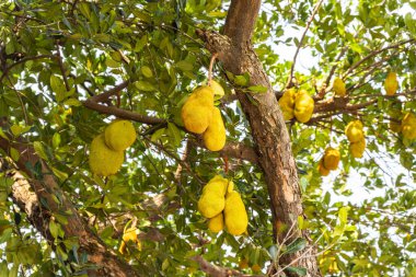 Olgun meyveler ağaçta sallanıyor, meyve mevsimi.