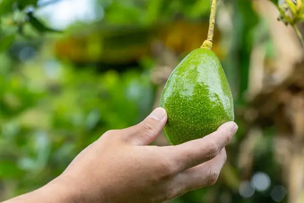 Bahçedeki bir ağaçta asılı duran olgun avokado meyvesi topluyorum.