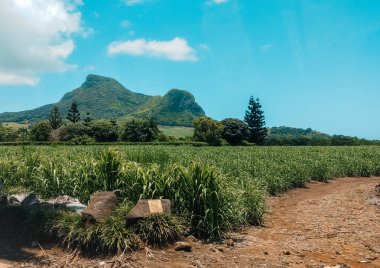 Arka planda dağ olan bir alan. Yüksek kalite fotoğraf. Arka planda görkemli bir dağ sırası olan ufka doğru uzanan geniş, yemyeşil bir araziye sahip manzara..