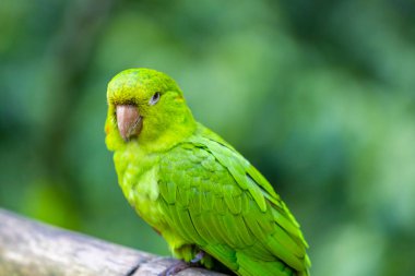 Brezilya 'daki bir kuş parkında renkli Ara ve Mavi Macaw papağanları. Güney Amerika 'nın güzel kuşları kafeste güzel papağanlar ve vahşi doğada özgürce uçuyorlar. Amazon yağmur ormanlarında egzotik renkli kuşlar
