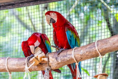 Brezilya 'daki bir kuş parkında renkli Ara ve Mavi Macaw papağanları. Güney Amerika 'nın güzel kuşları kafeste güzel papağanlar ve vahşi doğada özgürce uçuyorlar. Egzotik renkli kuşlar