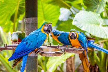 Brezilya 'daki bir kuş parkında renkli Ara ve Mavi Macaw papağanları. Güney Amerika 'nın güzel kuşları kafeste güzel papağanlar ve vahşi doğada özgürce uçuyorlar. Egzotik renkli kuşlar