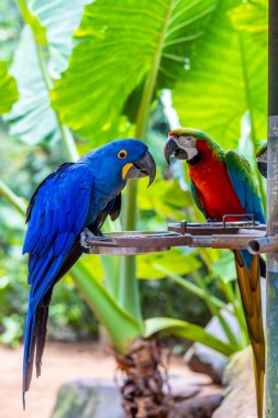 Brezilya 'daki bir kuş parkında renkli Ara ve Mavi Macaw papağanları. Güney Amerika 'nın güzel kuşları kafeste güzel papağanlar ve vahşi doğada özgürce uçuyorlar. Egzotik renkli kuşlar