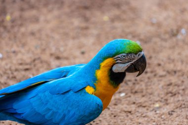 Renkli papağan, Ara papağanı tropikal doğada. Mavi ve sarı, hayvanat bahçesinde kırmızı papağan. Brezilya 'daki Amazon ormanlarında büyük papağanlar, gökkuşağı ve kızıl tüylü Güney Amerika kuşları.