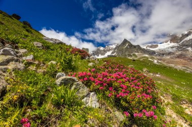 Fransa 'nın Chamonix vadisindeki Alpler' in dağ manzarası. Yazın Alp manzarası güneşli hava Tour du Montblanc, TMB yürüyüş rotası