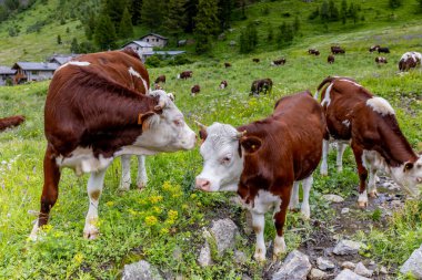 Alp otlağında inek, dağlarda çiftlik hayvanı. Alplerdeki yeşil çimlerin üzerinde yatan koca bir inek. Yeşil otlar ve kır çiçekleriyle çevrili bir inek. Bu görüntü, dağ manzarasındaki çiftlik hayvanlarının net görüntüsünü yakalar.