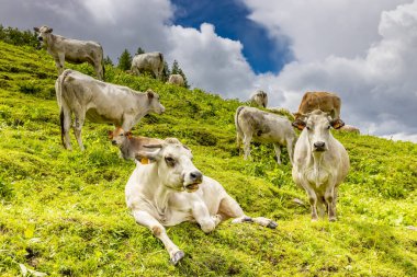 Alp otlağında inek, dağlarda çiftlik hayvanı. Alplerdeki yeşil çimlerin üzerinde yatan koca bir inek. Yeşil otlar ve kır çiçekleriyle çevrili bir inek. Bu görüntü, dağ manzarasındaki çiftlik hayvanlarının net görüntüsünü yakalar.
