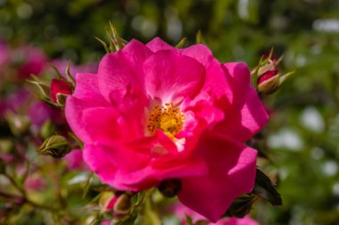İlkbahar ve yaz aylarında Alpler 'in dağ vadisinde çiçek açarlar. Alp çayırı güzel renkli çiçeklerle ve arka planda dağ kayalıkları olan yeşil otlarla dolu.