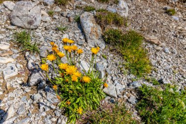 İlkbahar ve yaz aylarında Alpler 'in dağ vadisinde çiçek açarlar. Alp çayırı güzel renkli çiçeklerle ve arka planda dağ kayalıkları olan yeşil otlarla dolu.