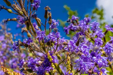 İlkbahar ve yaz aylarında Alpler 'in dağ vadisinde çiçek açarlar. Alp çayırı güzel renkli çiçeklerle ve arka planda dağ kayalıkları olan yeşil otlarla dolu.
