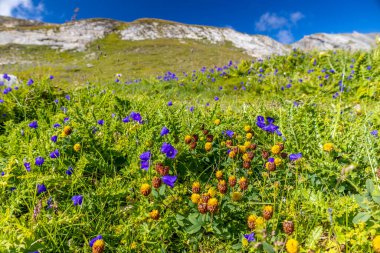 İlkbahar ve yaz aylarında Alpler 'in dağ vadisinde çiçek açarlar. Alp çayırı güzel renkli çiçeklerle ve arka planda dağ kayalıkları olan yeşil otlarla dolu.