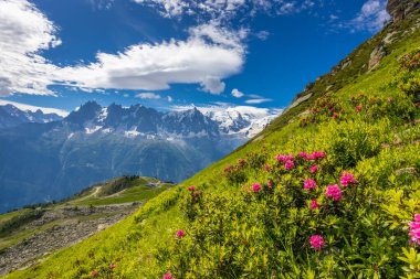 İlkbahar ve yaz aylarında Alpler 'in dağ vadisinde çiçek açarlar. Alp çayırı güzel renkli çiçeklerle ve arka planda dağ kayalıkları olan yeşil otlarla dolu.