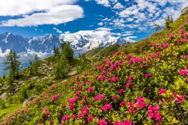 İlkbahar ve yaz aylarında Alpler 'in dağ vadisinde çiçek açarlar. Alp çayırı güzel renkli çiçeklerle ve arka planda dağ kayalıkları olan yeşil otlarla dolu.
