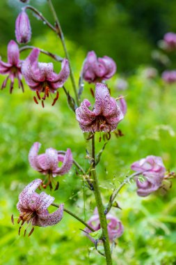 İlkbahar ve yaz aylarında Alpler 'in dağ vadisinde çiçek açarlar. Alp çayırı güzel renkli çiçeklerle ve arka planda dağ kayalıkları olan yeşil otlarla dolu.