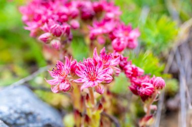 İlkbahar ve yaz aylarında Alpler 'in dağ vadisinde çiçek açarlar. Alp çayırı güzel renkli çiçeklerle ve arka planda dağ kayalıkları olan yeşil otlarla dolu.