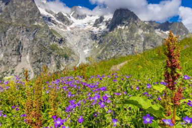 İlkbahar ve yaz aylarında Alpler 'in dağ vadisinde çiçek açarlar. Alp çayırı güzel renkli çiçeklerle ve arka planda dağ kayalıkları olan yeşil otlarla dolu.