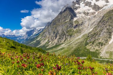 İlkbahar ve yaz aylarında Alpler 'in dağ vadisinde çiçek açarlar. Alp çayırı güzel renkli çiçeklerle ve arka planda dağ kayalıkları olan yeşil otlarla dolu.