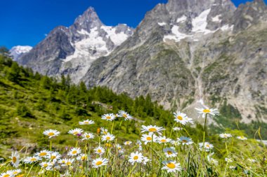 İlkbahar ve yaz aylarında Alpler 'in dağ vadisinde çiçek açarlar. Alp çayırı güzel renkli çiçeklerle ve arka planda dağ kayalıkları olan yeşil otlarla dolu.