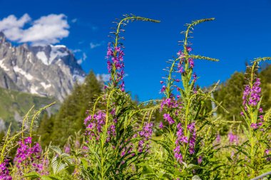 İlkbahar ve yaz aylarında Alpler 'in dağ vadisinde çiçek açarlar. Alp çayırı güzel renkli çiçeklerle ve arka planda dağ kayalıkları olan yeşil otlarla dolu.