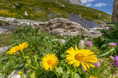 İlkbahar ve yaz aylarında Alpler 'in dağ vadisinde çiçek açarlar. Alp çayırı güzel renkli çiçeklerle ve arka planda dağ kayalıkları olan yeşil otlarla dolu.