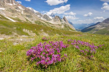 İlkbahar ve yaz aylarında Alpler 'in dağ vadisinde çiçek açarlar. Alp çayırı güzel renkli çiçeklerle ve arka planda dağ kayalıkları olan yeşil otlarla dolu.