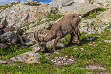 Alp dağ keçisi, Capra dağ keçisi, Alplerde yaşayan Avrupalı keçi türü. Chamonix Mont Blanc yakınlarındaki Alplerde dağ keçisi. Doğal ortamdaki vahşi keçi, Alp arazisindeki memeli vahşi yaşam.