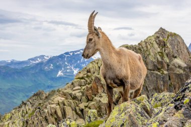 Alp dağ keçisi, Capra dağ keçisi, Alplerde yaşayan Avrupalı keçi türü. Chamonix Mont Blanc yakınlarındaki Alplerde dağ keçisi. Doğal ortamdaki vahşi keçi, Alp arazisindeki memeli vahşi yaşam.