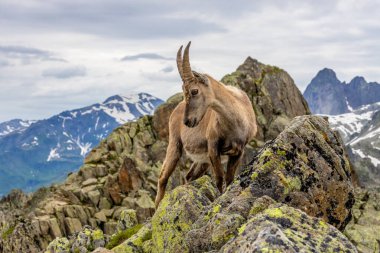Alp dağ keçisi, Capra dağ keçisi, Alplerde yaşayan Avrupalı keçi türü. Chamonix Mont Blanc yakınlarındaki Alplerde dağ keçisi. Doğal ortamdaki vahşi keçi, Alp arazisindeki memeli vahşi yaşam.