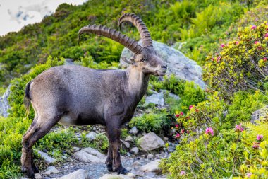 Alp dağ keçisi, Capra dağ keçisi, Alplerde yaşayan Avrupalı keçi türü. Chamonix Mont Blanc yakınlarındaki Alplerde dağ keçisi. Doğal ortamdaki vahşi keçi, Alp arazisindeki memeli vahşi yaşam.
