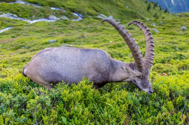 Alpine ibex, Capra ibex, steinbock European species of goat living in the Alps. Mountain goat in the Alps near Chamonix Mont Blanc. Wild goat in the natural environment, mammal wildlif of the alpine terrain clipart