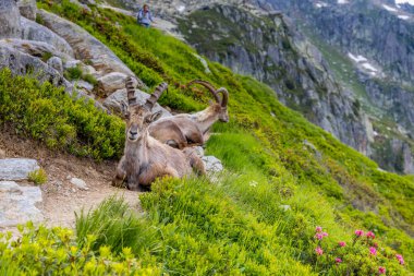 Alp dağ keçisi, Capra dağ keçisi, Alplerde yaşayan Avrupalı keçi türü. Chamonix Mont Blanc yakınlarındaki Alplerde dağ keçisi. Doğal ortamdaki vahşi keçi, Alp arazisindeki memeli vahşi yaşam.