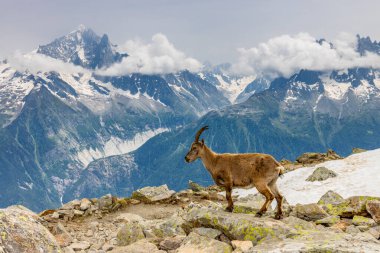 Alp dağ keçisi, Capra dağ keçisi, Alplerde yaşayan Avrupalı keçi türü. Chamonix Mont Blanc yakınlarındaki Alplerde dağ keçisi. Doğal ortamdaki vahşi keçi, Alp arazisindeki memeli vahşi yaşam.