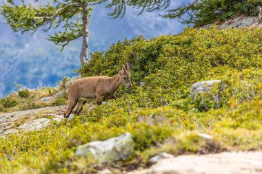 Alp dağ keçisi, Capra dağ keçisi, Alplerde yaşayan Avrupalı keçi türü. Chamonix Mont Blanc yakınlarındaki Alplerde dağ keçisi. Doğal ortamdaki vahşi keçi, Alp arazisindeki memeli vahşi yaşam.